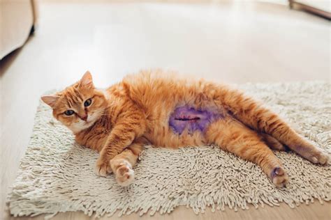 healed spay incision cat|Pictures of Normal & Infected Cat Incisions [Surgeon。